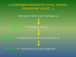 LA ESPERMATOGÉNESIS EN EL ANIMAL INMADURO (CONT…)ESPERMATOCITO PRIMARIO (2n)(Profase)ESPERMATOCITO PRIMARIO (2n)(Metafase)ESPERMATOCITO SECUNDARIO (n)TestosteronaFSH