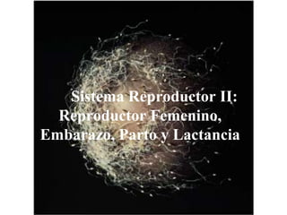 Sistema Reproductor II:
  Reproductor Femenino,
Embarazo, Parto y Lactancia
 