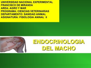 UNIVERSIDAD NACIONAL EXPERIMENTAL
FRANCISCO DE MIRANDA
AREA: AGRO Y MAR
PROGRAMA: CIENCIAS VETERINARIAS
DEPARTAMENTO: SANIDAD ANIMAL
ASIGNATURA: FISIOLOGIA ANINAL II
ENDOCRINOLOGIAENDOCRINOLOGIA
DEL MACHODEL MACHO
 