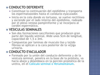    CONDUCTO DEFERENTE
     Constituye la continuación del epidídimo y transporta
      los espermatozoides hasta el conducto eyaculador.
     Inicia en la cola donde es tortuoso, se vuelve rectilíneo
      y asciende por el lado interno del epidídimo, rodeado
      por el plexo venoso pampiniforme y se incorpora al
      cordón espermático.
   VESICULAS SEMINALES
       Son dos formaciones sacciformes que producen gran
        parte del líquido seminal. Mide unos 5cm de longitud,
        capacidad de 1,5 a 3ml.
       Compuestas por laminas de musculo liso y tejido
        fibroso se aplican a la cara posterior de la vejiga
        urinaria.
   CONDUCTO EYACULADOR
       Formado por la unión del conducto deferente y de la
        vesícula seminal, penetra en la base de la próstata, va
        hacia abajo y desemboca en la porción prostática de la
        uretra, en el Colículo seminal o Verumontánum.
 