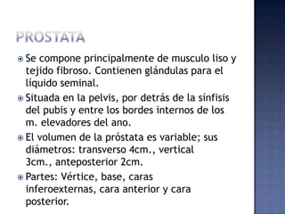  Se compone principalmente de musculo liso y
  tejido fibroso. Contienen glándulas para el
  líquido seminal.
 Situada en la pelvis, por detrás de la sínfisis
  del pubis y entre los bordes internos de los
  m. elevadores del ano.
 El volumen de la próstata es variable; sus
  diámetros: transverso 4cm., vertical
  3cm., anteposterior 2cm.
 Partes: Vértice, base, caras
  inferoexternas, cara anterior y cara
  posterior.
 