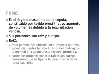 Es el órgano masculino de la cópula,
  constituido por tejido eréctil, cuyo aumento
  de volumen es debido a la ingurgitación
  venosa.
 Sus porciones son raíz y cuerpo.
 RAIZ:
    Es la porción fija ubicada en el espacio perineal
     superficial, entre la hoja inferior del diafragma
     urogenital y la aponeurosis perineal profunda.
    Posee dos prolongaciones o raíces del cuerpo
     cavernoso, que se fijan a la cara interna de la
     rama isquiática.
 