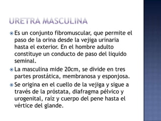  Es un conjunto fibromuscular, que permite el
  paso de la orina desde la vejiga urinaria
  hasta el exterior. En el hombre adulto
  constituye un conducto de paso del liquido
  seminal.
 La masculina mide 20cm, se divide en tres
  partes prostática, membranosa y esponjosa.
 Se origina en el cuello de la vejiga y sigue a
  través de la próstata, diafragma pélvico y
  urogenital, raíz y cuerpo del pene hasta el
  vértice del glande.
 