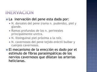  La    inervación del pene esta dada por:
     N. dorsales del pene (rama n. pudendo), piel y
      glande.
     Ramas profundas de los n. perineales
      principalmente uretra.
     N. ilioinguinal piel próxima a la raíz.
     N. cavernosos del pene tejido eréctil bulbar y
      cuerpos cavernosos.
 El
   mecanismo de la erección es dado por el
 estimulo de fibras parasimpáticas de los
 nervios cavernosos que dilatan las arterias
 helicianas.
 