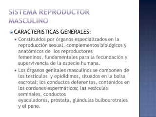  CARACTERISTICAS      GENERALES:
    Constituidos por órganos especializados en la
     reproducción sexual, complementos biológicos y
     anatómicos de los reproductores
     femeninos, fundamentales para la fecundación y
     supervivencia de la especie humana.
    Los órganos genitales masculinos se componen de
     los testículos y epidídimos, situados en la bolsa
     escrotal; los conductos deferentes, contenidos en
     los cordones espermáticos; las vesículas
     seminales, conductos
     eyaculadores, próstata, glándulas bulbouretrales
     y el pene.
 