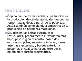  Órgano  par, de forma ovoide, cuya función es
  la producción de células gonadales masculinas
  (espermatozoides), a partir de la pubertad.
  Actúa también como glándula endocrina en la
  producción de hormonas masculinas.
 Situados en las bolsas escrotales o
  testiculares, generalmente el izquierdo mas
  bajo; peso 25g en el adulto, posee dos
  extremos o polos, superior e inferior; caras
  internas y externas, y bordes anterior y
  posterior, el cual se halla cubierto por el
  epidídimo y cordón espermático.
 
