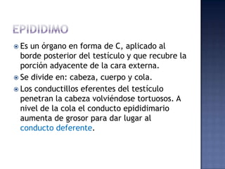  Es un órgano en forma de C, aplicado al
  borde posterior del testículo y que recubre la
  porción adyacente de la cara externa.
 Se divide en: cabeza, cuerpo y cola.
 Los conductillos eferentes del testículo
  penetran la cabeza volviéndose tortuosos. A
  nivel de la cola el conducto epididimario
  aumenta de grosor para dar lugar al
  conducto deferente.
 