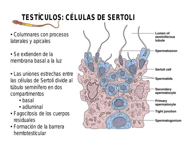 Resultado de imagen para celulas de sertoli