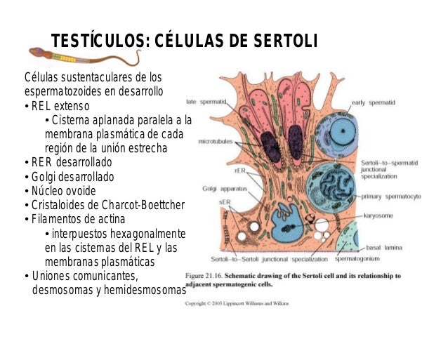 Resultado de imagen para celulas de sertoli