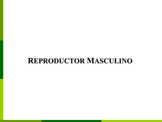 REPRODUCTOR MASCULINO
 