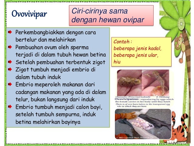 Ciri Makhluk Hidup Reproduksi Generatif Ciri Makhluk Hidup Reproduksi Generatif