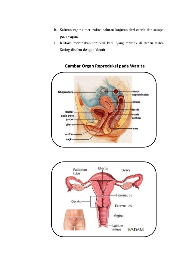 Reproduksi pada hewan vertebrata