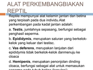 ALAT PERKEMBANGBIAKAN
REPTIL
Reptile mempunyai alat kelamin jantan dan betina
yang terpisah pada dua individu.Alat
perkembangan pada kadal jantan adalah:
a. Testis, jumlahnya sepasang, berfungsi sebagai
penghasil seperma.
b. Epididymis, merupakan saluran yang berkelok-
kelok yang keluar dari testisc.
c. Vas deferens, merupakan lanjutan dari
epididymis tidak berkelok-kelok danmenuju ke
cloaca
d. Hemipenis, merupakan penonjolan dinding
cloaca, berfungsi sebagai alat untuk memasukan
 