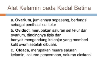 Alat Kelamin pada Kadal Betina
a. Ovarium, jumlahnya sepasang, berfungsi
sebagai penfhasil sel telur
b. Oviduct, merupakan saluran sel telur dari
ovarium, dindingnya tipis dan
banyak mengandung kelenjar yang memberi
kulit ovum setelah dibuahi.
c. Cloaca, merupakan muara saluran
kelamin, saluran pencernaan, saluran ekskresi
 