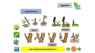 Vegetatif
ILMU PENGETAHUANALAMKELAS IX
VegetatifBuatan
Setek Runduk
Cangkok
 