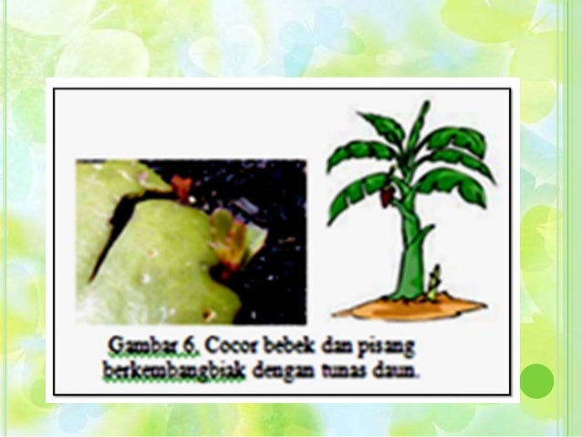 Reproduksi Tumbuhan Melalui Tunas Membelah Diri