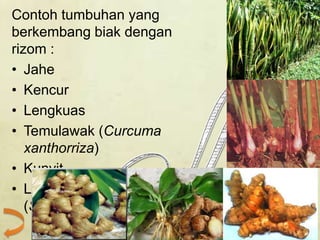 Reproduksi vegetatif pada tumbuhan | PPTX