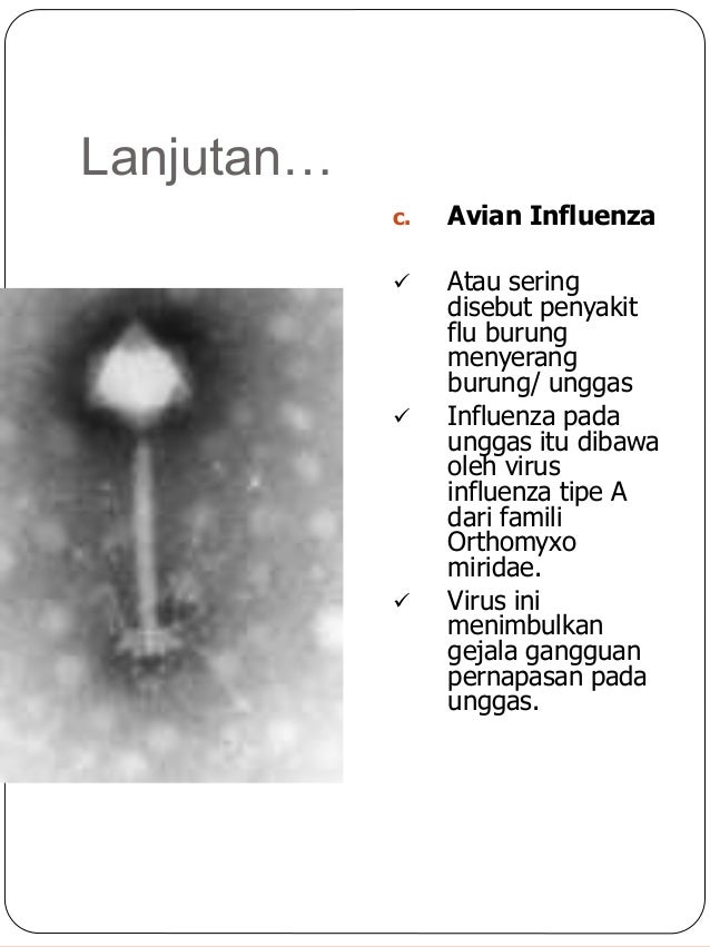 Reproduksi Virus Bag 2