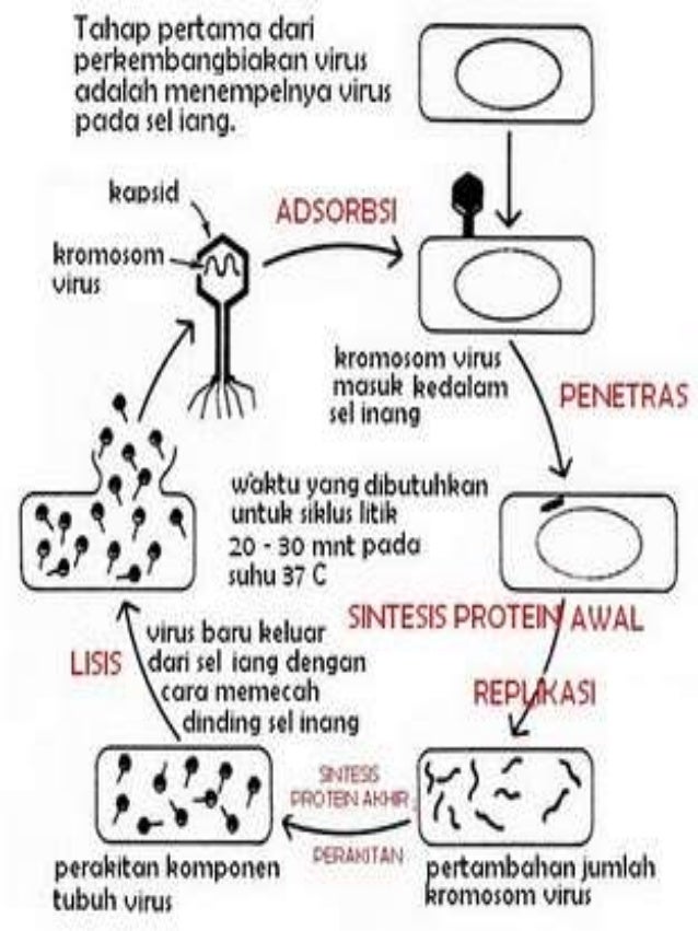 Reproduksi virus secara litik dan lisogenik