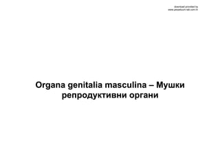 Organa genitalia masculina – Мушки
репродуктивни органи
download provided by
www.perpetuum-lab.com.hr
 