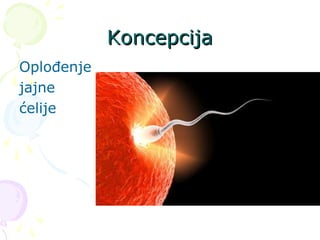 KoncepcijaKoncepcija
Oplođenje
jajne
ćelije
 