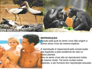 REPRODUÇÃO Função pela qual os seres vivos dão origem a  outros seres vivos da mesma espécie. A reprodução é responsável pela conservação das espécies e pela existência de vida no nosso planeta. Mas os seres vivos não se reproduzem todos  do mesmo modo. Tal como muitas outras  espécies, o ser humano tem reprodução sexuada. 