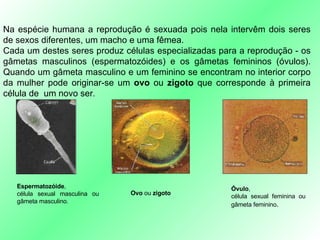 Na espécie humana a reprodução é sexuada pois nela intervêm dois seres de sexos diferentes, um macho e uma fêmea.  Cada um destes seres produz células especializadas para a reprodução - os gâmetas masculinos (espermatozóides) e os gâmetas femininos (óvulos). Quando um gâmeta masculino e um feminino se encontram no interior corpo da mulher pode originar-se um  ovo  ou  zigoto  que corresponde à primeira célula de  um novo ser . Espermatozóide ,  célula sexual masculina ou gâmeta masculino. Óvulo ,  célula sexual feminina ou gâmeta feminino . Ovo  ou  zigoto 