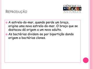 ReproduçãoA estrela-do-mar, quando perde um braço, origina uma nova estrela-do-mar. O braço que se destacou dá origem a um novo adulto.As bactérias dividem-se por bipartição dando origem a bactérias clones.