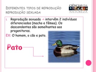 Diferentes tipos de reproduçãoreprodução sexuadaReprodução sexuada -> intervêm 2 indivíduos diferenciados (macho e fêmea). Os descendentes são semelhantes aos progenitores.EX: O homem, o cão e pato.Pato