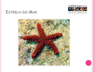 Estrela-do-Mar