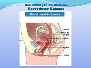 Constituição do SistemaConstituição do Sistema
Reprodutor HumanoReprodutor Humano
 