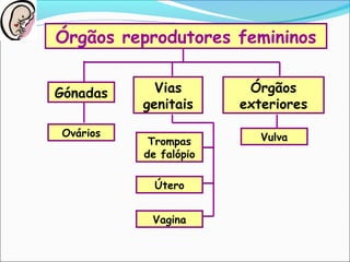 Órgãos reprodutores femininos
Órgãos
exteriores
Vias
genitais
Gónadas
Ovários
Vagina
Útero
Trompas
de falópio
Vulva
 