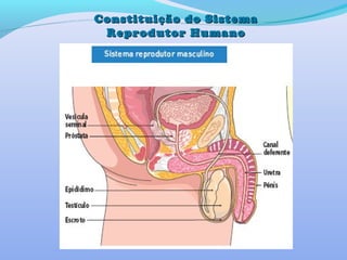 Constituição do SistemaConstituição do Sistema
Reprodutor HumanoReprodutor Humano
 