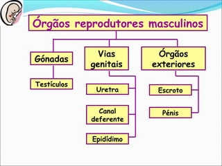 Órgãos reprodutores masculinos
Órgãos
exteriores
Vias
genitais
Gónadas
Testículos
Epidídimo
Canal
deferente
Uretra
Pénis
Escroto
 