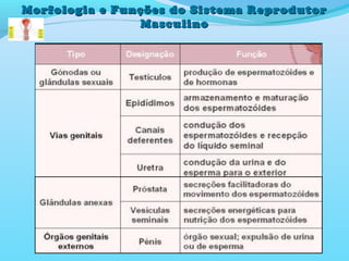 Morfologia e Funções do Sistema ReprodutorMorfologia e Funções do Sistema Reprodutor
MasculinoMasculino
 