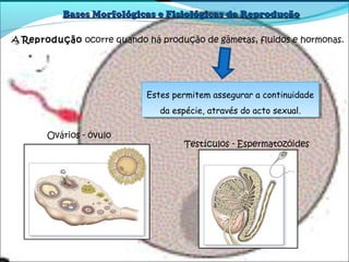 Bases Morfológicas e Fisiológicas da ReproduçãoBases Morfológicas e Fisiológicas da Reprodução
A ReproduçãoReprodução ocorre quando há produção de gâmetas, fluidos e hormonas.
Estes permitem assegurar a continuidade
da espécie, através do acto sexual.
Estes permitem assegurar a continuidade
da espécie, através do acto sexual.
Ovários - óvulo
Testículos - Espermatozóides
 