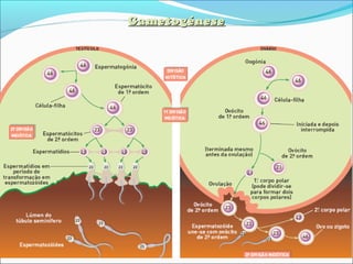 GametogéneseGametogénese
 