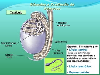 Gónadas e Produção deGónadas e Produção de
GâmetasGâmetas
TestículoTestículo
Esperma é composto por:
• Líquido seminal
(rico em substâncias
nutritivas que permitem a
mobilidade e sobrevivência
dos espermatozóides)
• Líquido prostático
• Espermatozóides
 