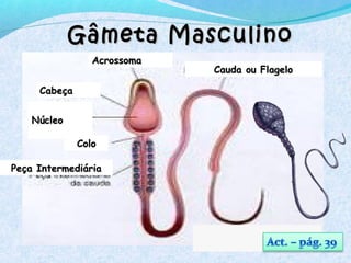 Gâmeta MasculinoGâmeta Masculino
AcrossomaAcrossoma
CabeçaCabeça
NúcleoNúcleo
Cauda ou FlageloCauda ou Flagelo
ColoColo
Peça IntermediáriaPeça Intermediária
 