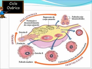 Ciclo
Ovárico
 