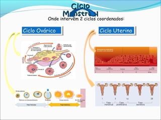 CicloCiclo
MenstrualMenstrual
Onde intervêm 2 ciclos coordenados:
Ciclo OváricoCiclo Ovárico Ciclo UterinoCiclo Uterino
 