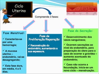 Ciclo
Uterino
Compreende 3 fases:Compreende 3 fases:
Fase Menstrual:
 Caracteriza-se
por uma
hemorragia;
 A mucosa
uterina –
endométrio, vai-se
desagregando;
 Esta fase dura,
em média, 4 a 5
dias.
Fase da Secreção:
 Desenvolvimento dos
vasos sanguíneos;
 Ocorrem secreções ao
nível do endométrio, para
preparação do útero para o
caso de ocorrer a gravidez –
aumento acentuado do
endométrio;
 Caso não ocorra a
fecundação, inicia-se um
novo ciclo – menstruação.
 