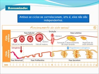 Resumindo:
Ambos os ciclos se correlacionam, isto é, eles não são
independentes.
 