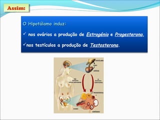O Hipotálamo induz:O Hipotálamo induz:
 nos ovários a produção de Estrogénio e Progesterona,
nos testículos a produção de Testosterona.
Assim:Assim:
 