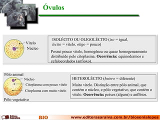 Óvulos
HETEROLÉCITO (hetero = diferente)
Muito vitelo. Distinção entre pólo animal, que
contém o núcleo, e pólo vegetativo, que contém o
vitelo. Ocorrência: peixes (alguns) e anfíbios.
ISOLÉCITO OU OLIGOLÉCITO (iso = igual,
lecito = vitelo, oligo = pouco)
Possui pouco vitelo, homogênea ou quase homogeneamente
distribuído pelo citoplasma. Ocorrência: equinodermos e
cefalocordados (anfioxo).
Pólo animal
Pólo vegetativo
Vitelo
Núcleo
Núcleo
Citoplasma com pouco vitelo
Citoplasma com muito vitelo
 