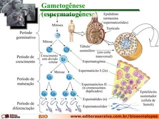 Gametogênese
(espermatogênese)Células germinativas (2n)
Período
germinativo
Período de
crescimento
Período de
maturação
Período de
diferenciação
Espermatozóides
Epidídimo
(armazena
espermatozóides)
Túbulo
seminífero
Mitoses
2n
Mitose
2n 2n
Meiose
n n
nnnn
n n n n
2n
Crescimento
sem divisão
celular
Testículo
Espermatogônia
Espermatócito I (2n)
Espermatócitos II
(n cromossomos
duplicados)
Espermátides (n)
Epiteliócito
sustentador
(célula de
Sertoli)
(em corte
transversal)
 