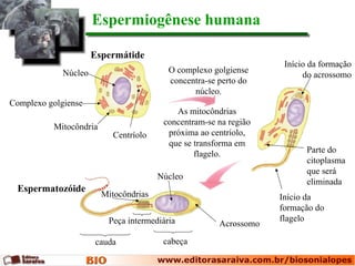 Espermatozóide
Espermiogênese humana
O complexo golgiense
concentra-se perto do
núcleo.
As mitocôndrias
concentram-se na região
próxima ao centríolo,
que se transforma em
flagelo.
Peça intermediária
cauda cabeça
Espermátide
Núcleo
Complexo golgiense
Mitocôndria
Centríolo
Início da formação
do acrossomo
Parte do
citoplasma
que será
eliminada
Início da
formação do
flagelo
Acrossomo
Mitocôndrias
Núcleo
 