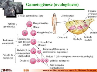 Gametogênese (ovulogênese)
Células germinativas (2n)
Meiose II (só se completa se ocorre fecundação)
São formados
eventualmente
Período
germinativo
Período de
crescimento
Período de
maturação
Corpos lúteos
Folículo
ovariano
primário
Ovulação
Ovócito II Folículo
maduro
Ovário
Ovogônias (2n)2n
Mitose
Ovogônias (2n)2n 2n
Crescimento
sem divisão
celular
Ovócito I (2n)
Meiose I
2n
Ovócito II (n
cromossomos
duplicados)
n
Primeiro glóbulo polar (n
cromossomos duplicados)n
n n glóbulos polares (n)n nÓvulo (n)
 