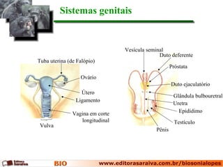 Vulva
Sistemas genitais
Tuba uterina (de Falópio)
Ovário
Útero
Ligamento
Vagina em corte
longitudinal Testículo
Epidídimo
Pênis
Uretra
Glândula bulbouretral
Duto ejaculatório
Próstata
Vesícula seminal
Duto deferente
 