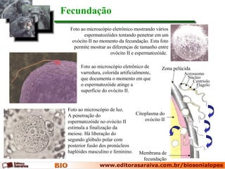 Foto ao microscópio eletrônico mostrando vários
espermatozóides tentando penetrar em um
ovócito II no momento da fecundação. Esta foto
permite mostrar as diferenças de tamanho entre
ovócito II e espermatozóide.
Foto ao microscópio de luz.
A penetração do
espermatozóide no ovócito II
estimula a finalização da
meiose. Há liberação do
segundo glóbulo polar com
posterior fusão dos pronúcleos
haplóides masculino e feminino.
Fecundação
Foto ao microscópio eletrônico de
varredura, colorida artificialmente,
que documenta o momento em que
o espermatozóide atinge a
superfície do ovócito II.
Zona pelúcida
Acrossomo
Núcleo
Centríolo
Flagelo
Citoplasma do
ovócito II
Membrana de
fecundação
 